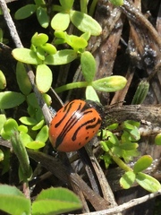 Calligrapha sigmoidea