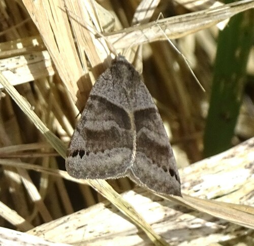 Clover Looper Moth photo 4