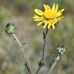 Berkheya decurrens