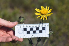 Berkheya decurrens