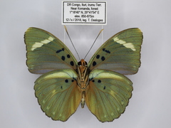 Euphaedra vicina vicina