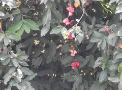 Syzygium aqueum