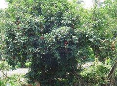 Syzygium aqueum
