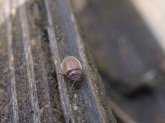 Atomaria lewisi