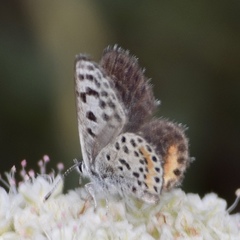 Euphilotes bernardino bernardino