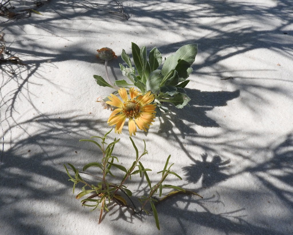 Gaillardia gypsophila
