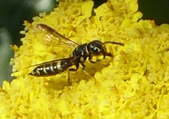 Sapyga louisi