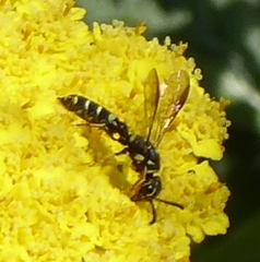 Sapyga louisi