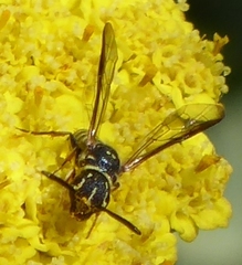 Sapyga louisi