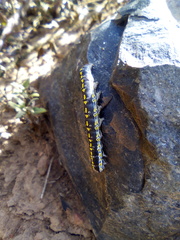 Sympistis perscripta