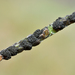 Epicoccum andropogonis - Photo (c) Christian Schwarz, algunos derechos reservados (CC BY-NC), subido por Christian Schwarz
