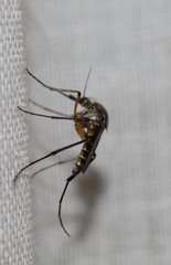 Psorophora cyanescens