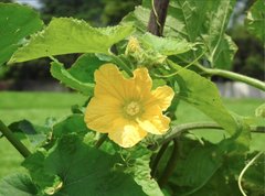 Benincasa hispida chieh-qua