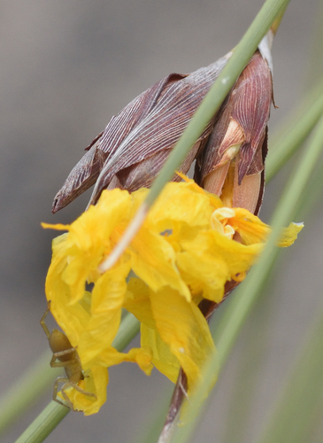 Image of Bobartia orientalis by (c) Andrew Gillespie, some rights reserved (CC BY-SA)
