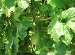 Benincasa hispida chieh-qua