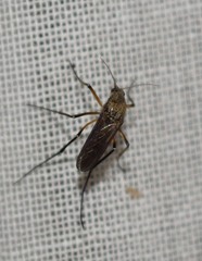 Psorophora cyanescens