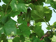 Benincasa hispida chieh-qua