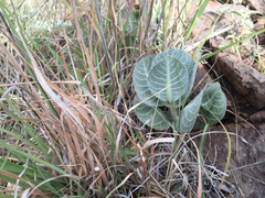 Asclepias nummularia