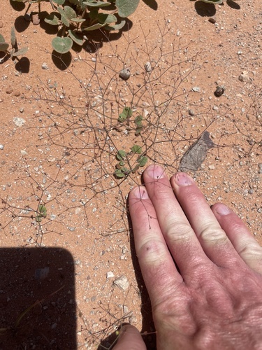Wetherill's buckwheat (Eriogonum wetherillii)