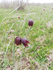 Fritillaria meleagroides