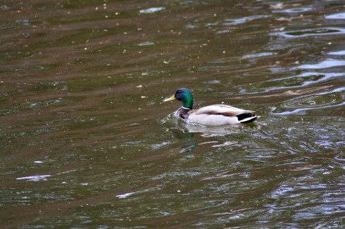 Mallard photographed in North Dakota