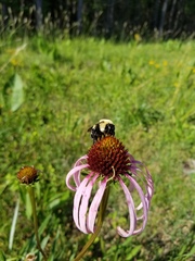 Echinacea simulata