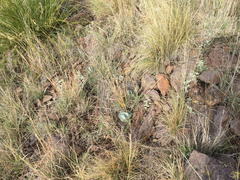 Asclepias nummularia