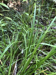 Carex solandri