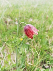 Fritillaria meleagroides