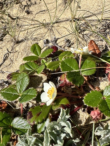Fragaria chiloensis