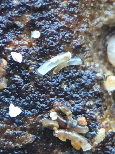 Caecum imperforatum, 2024-05-31