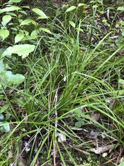 Carex solandri