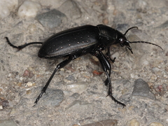 Calosoma maderae