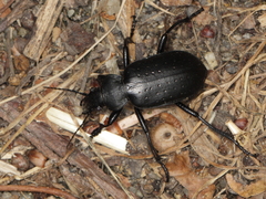 Calosoma maderae