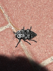 Capnodis cariosa