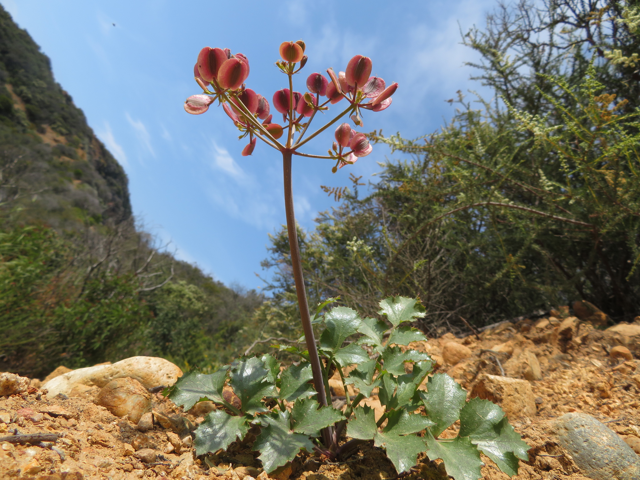 Lomatium lucidum
