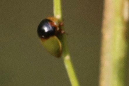 Stictopelta nigrifrons