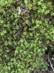 Atrichum selwynii
