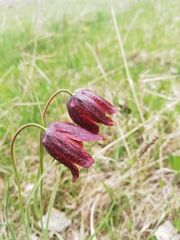 Fritillaria meleagroides