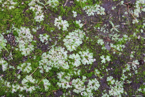 Riccia hawaiiensis, 2024-05-30