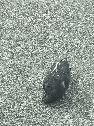 Feral Pigeon photographed in Iowa