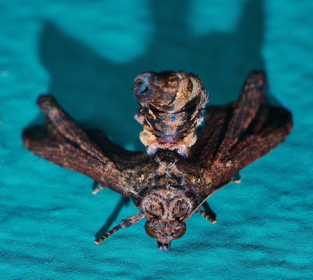 Anigraea cinctipalpis