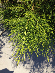Baccharis sarothroides × pilularis