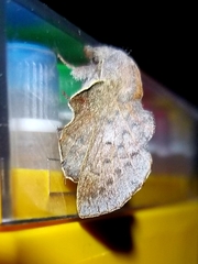 Phyllodesma kermesifolia