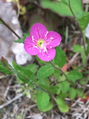 Oenothera rosea