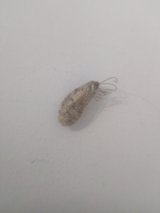 Hemerobius atrifrons