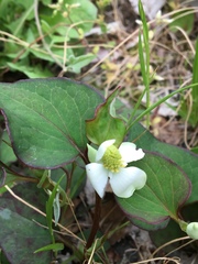 Houttuynia cordata