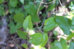 Aristolochia sempervirens