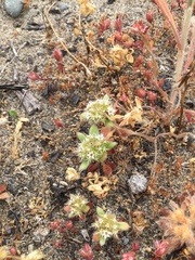 Chorizanthe howellii