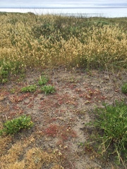 Chorizanthe howellii